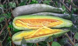 在哪里吃网红瓜,探寻美食背后的故事与魅力