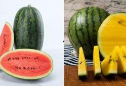 吃瓜网是哪个网,吃瓜网背后的神秘网络世界