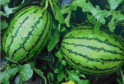 吃瓜网heilaio.su,带你走进网络娱乐的神秘世界