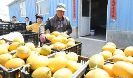 内蒙古网红吃瓜,揭秘草原上的“瓜界风云”