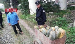 福山网红吃瓜事件视频,揭秘背后真相与网络舆论风暴