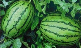 实时吃瓜网heml,揭秘娱乐圈最新热点，带你畅游八卦海洋