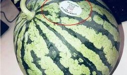 网红吃瓜跳舞最新,潮流新风尚席卷而来