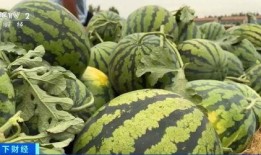 吃瓜网是哪个网,吃瓜网背后的神秘网络世界