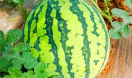 吃瓜网是哪个网,吃瓜网背后的神秘网络世界