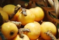 枇杷吃瓜网,揭秘枇杷产业的甜蜜秘密