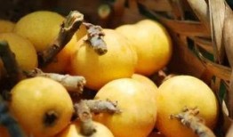 枇杷吃瓜网,揭秘枇杷产业的甜蜜秘密