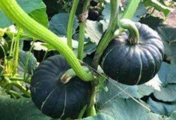 韩国网红e吃瓜,揭秘韩国网红圈幕后故事