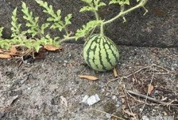 网红吃瓜爆料历史,揭秘娱乐圈那些不为人知的幕后故事