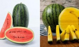 孙禾颐吃瓜网合集,揭秘娱乐圈幕后故事