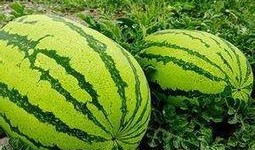 实时吃瓜网heml,揭秘娱乐圈最新热点，带你畅游八卦海洋