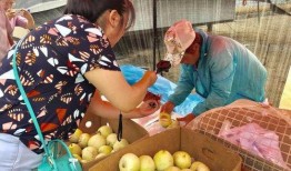 吃瓜事件网红瓜六,揭秘网红吃瓜背后的故事与真相