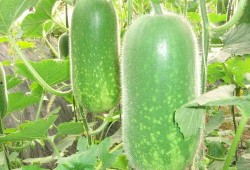 孙禾颐吃瓜网合集,揭秘娱乐圈幕后故事