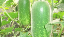 孙禾颐吃瓜网合集,揭秘娱乐圈幕后故事