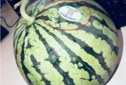 内蒙古网红吃瓜,揭秘草原上的“瓜界风云”