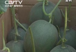 实时吃瓜网heml,揭秘娱乐圈最新热点，带你畅游八卦海洋