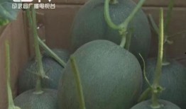 实时吃瓜网heml,揭秘娱乐圈最新热点，带你畅游八卦海洋