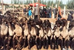 朝阳网吃瓜群众事件,网络舆论场上的风波与反思